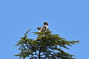 104 Hawk, Red-tailed, 2023-05282787b Roger Williams Botanical Garden, RI